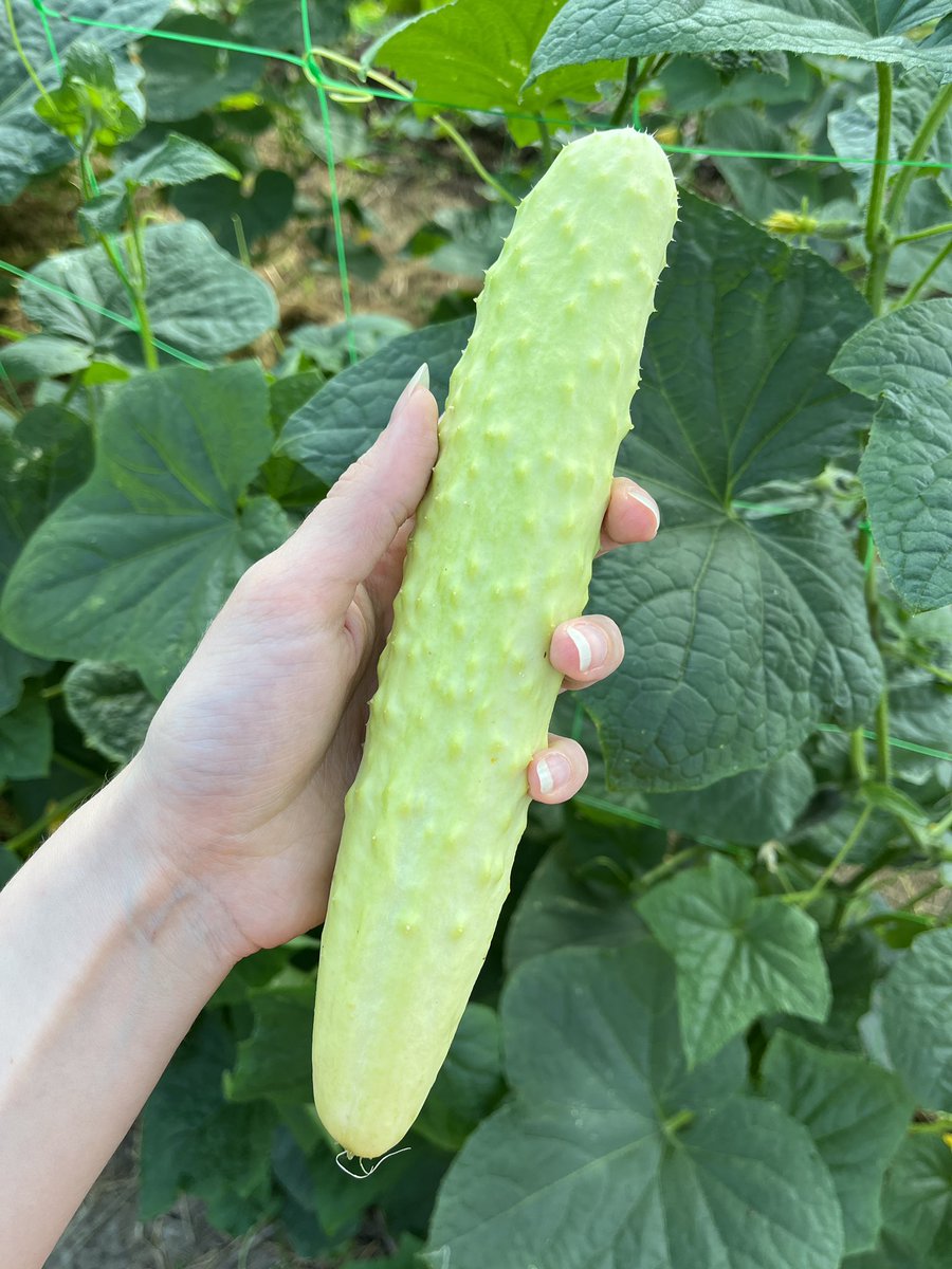 baby___koala's tweet photo. Показуйте свої огірки 🥒👀 https://t.co/zqkCwrN0gM