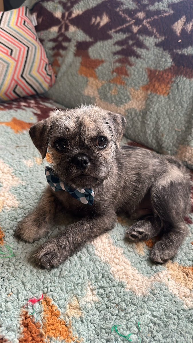 lisa bizzle tweet media