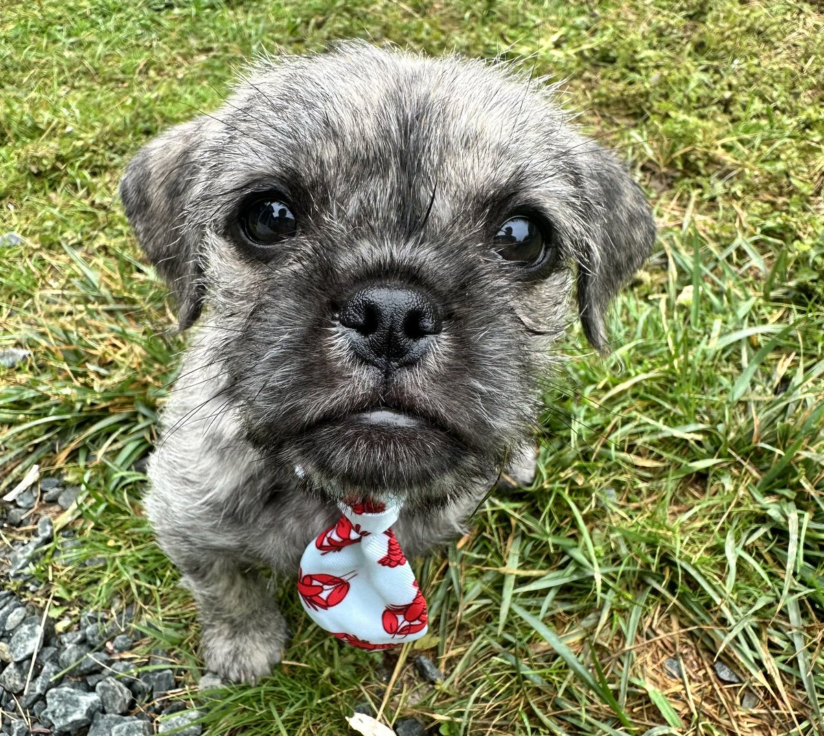 lisa bizzle tweet media