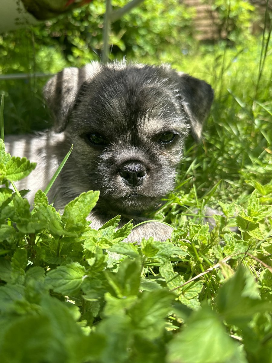 hi dog perverts! please enjoy my new son: