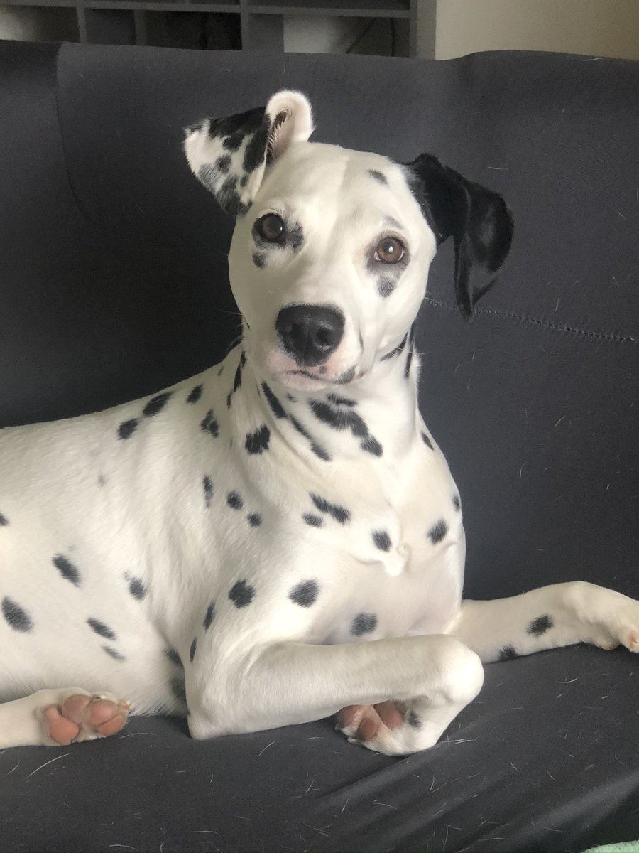 xMary_Elizabeth's tweet photo. @LanaParrilla  Lana QUEEN will you be touring soon? I would LOVE and DIE if my pup got a Pic with her namesake. https://t.co/7IU5f15dj8