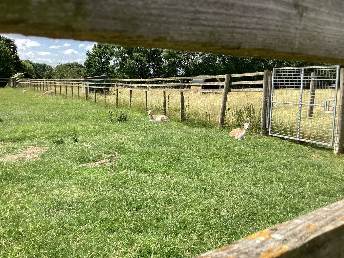 RavensdalePS's tweet photo. Year 1 have had THE BEST day at All Things Wild! We could not be more proud of the children and how well they demonstrated our school values in public. Even a member of public complimented us! Take a look at just some of the animals we saw today! #dimensions #RPSscience #RPSYear1 https://t.co/qkjYAHsZ8l