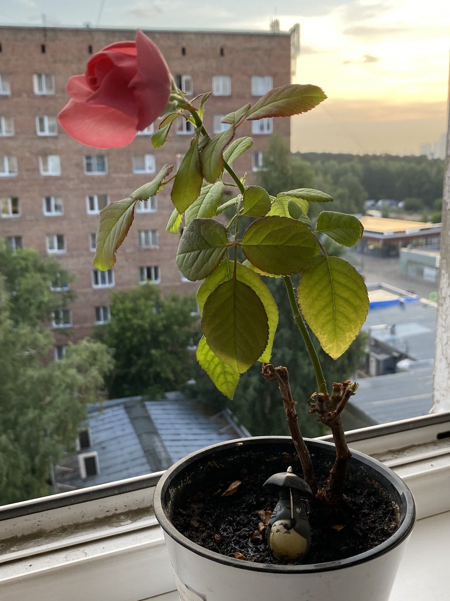 revirhan's tweet photo. заебавшийся человек в лифте теперь в слезах от усталости и бед с башкой, зато с Персивалем, который соизволил зацвести. и в отпуске https://t.co/HnMYdK5QgU