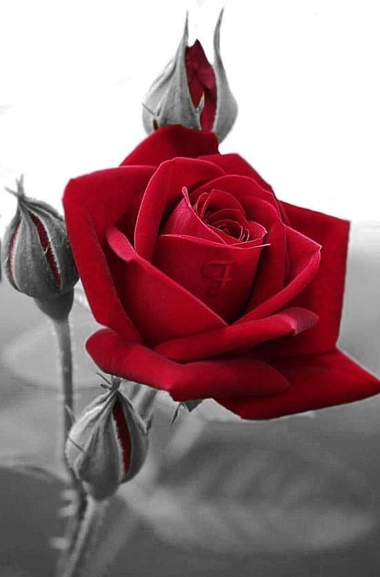 Melek64894254's tweet photo. Bütün arkadaşlara dostlara mutlu bir akşam diliyorum
Takipçilerime de tabiki
💚🍀🌴🙏🙋 https://t.co/FBTTa6Reb4