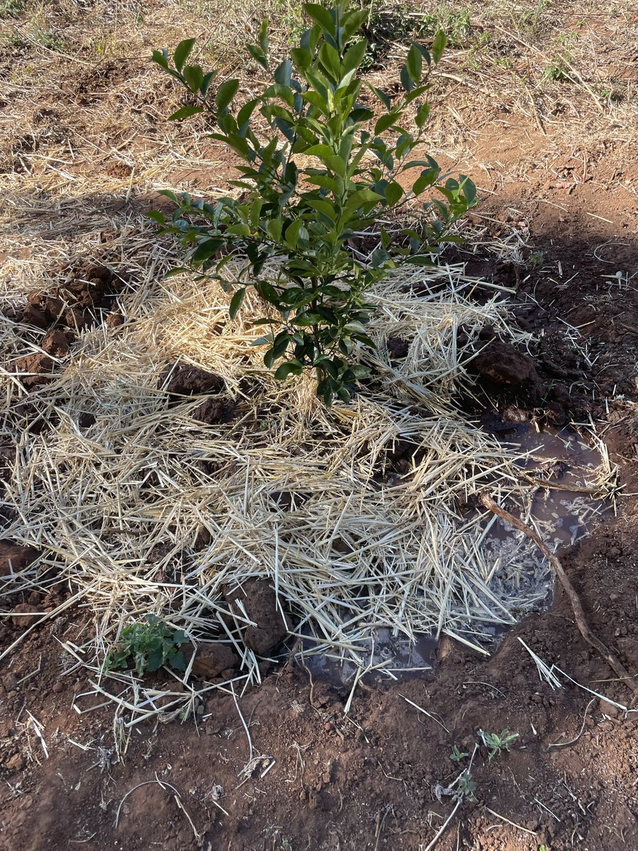 ScrubbsFarm's tweet image. Vision 2030 still remains - as of now irrigating and mulching citrus trees.   Over 200 trees have been planted.  No permanent irrigation setup as yet however, for now irrigation is by a tractor drawn water bowser.