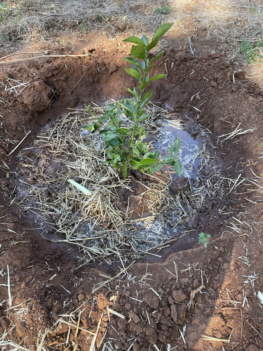 ScrubbsFarm's tweet image. Vision 2030 still remains - as of now irrigating and mulching citrus trees.   Over 200 trees have been planted.  No permanent irrigation setup as yet however, for now irrigation is by a tractor drawn water bowser.