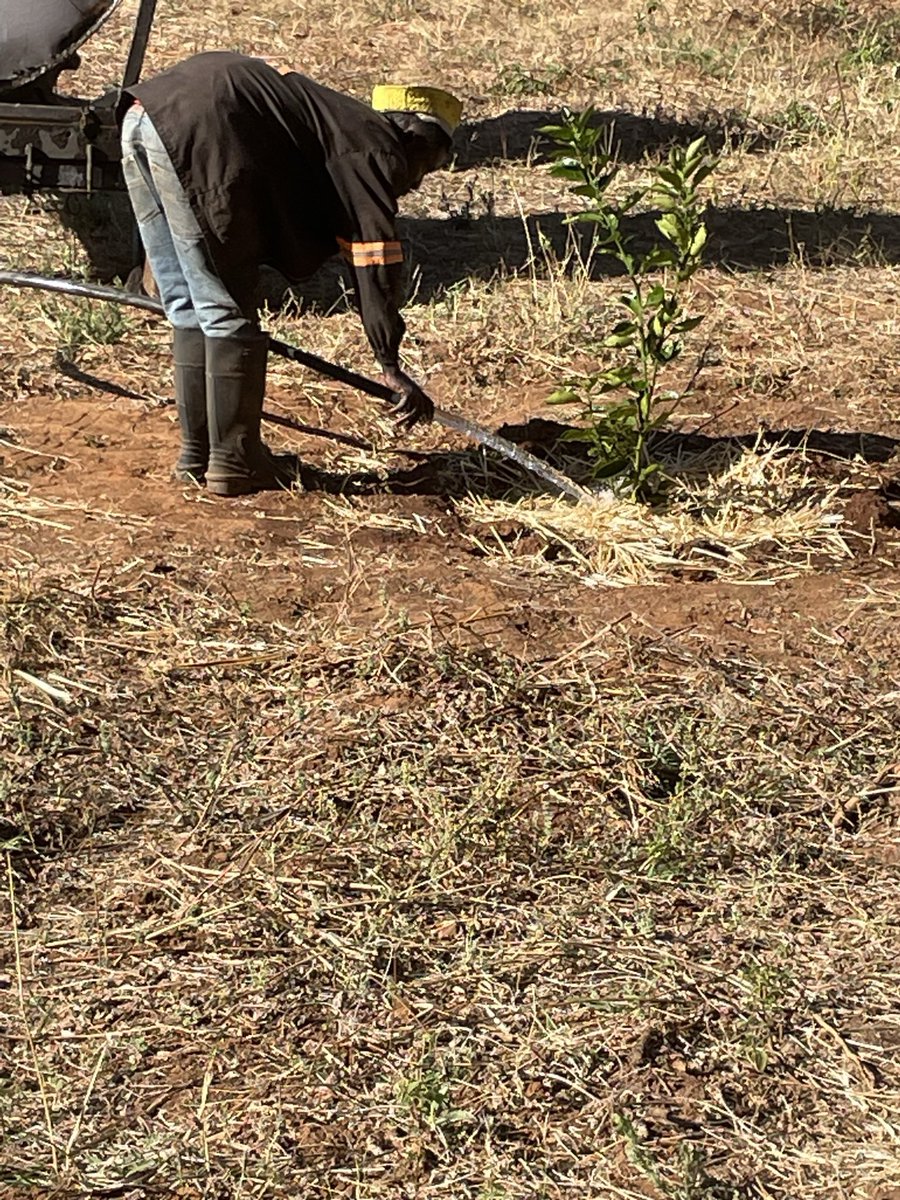 ScrubbsFarm's tweet image. Vision 2030 still remains - as of now irrigating and mulching citrus trees.   Over 200 trees have been planted.  No permanent irrigation setup as yet however, for now irrigation is by a tractor drawn water bowser.
