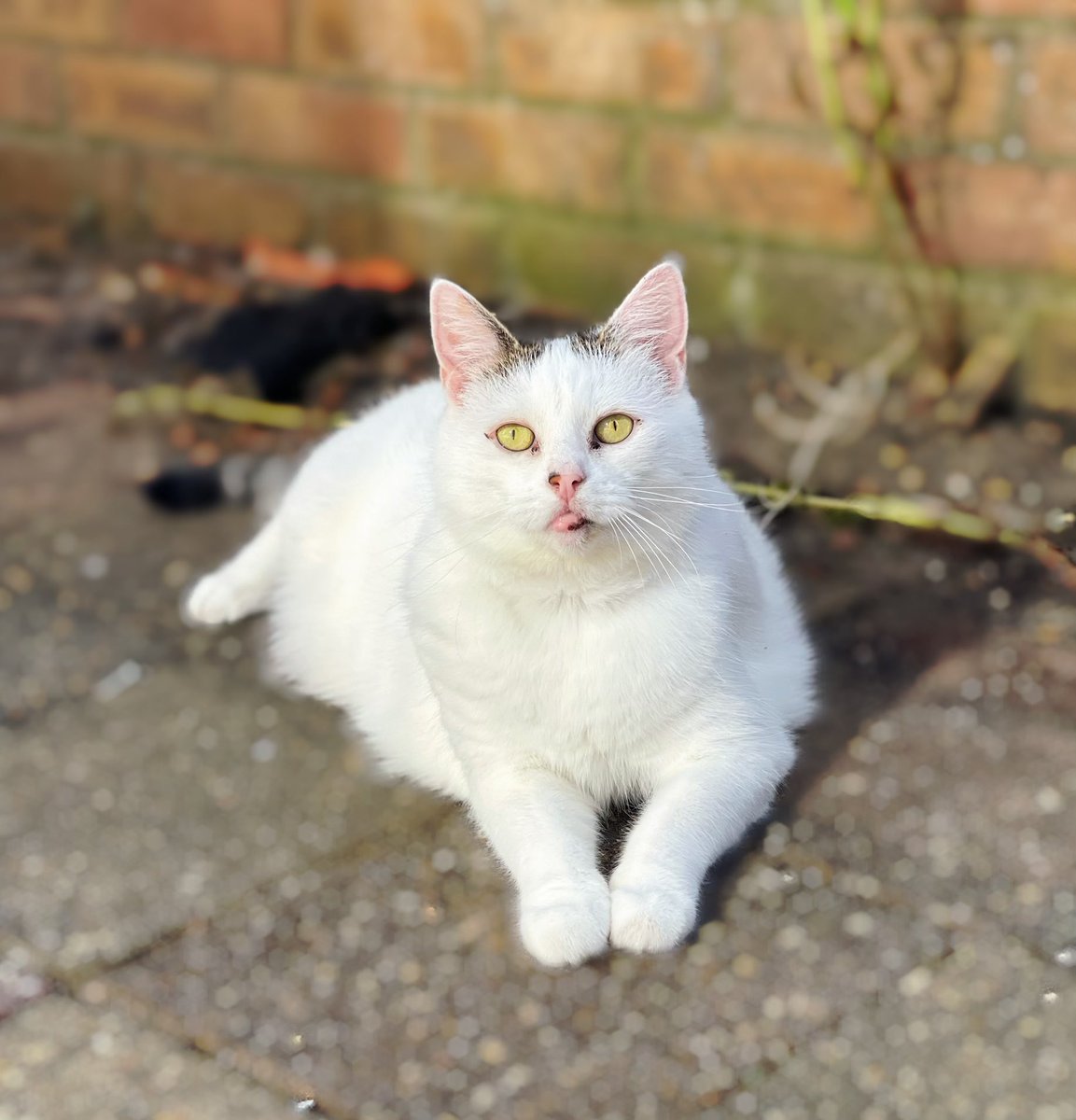 Saffron Ann tweet media