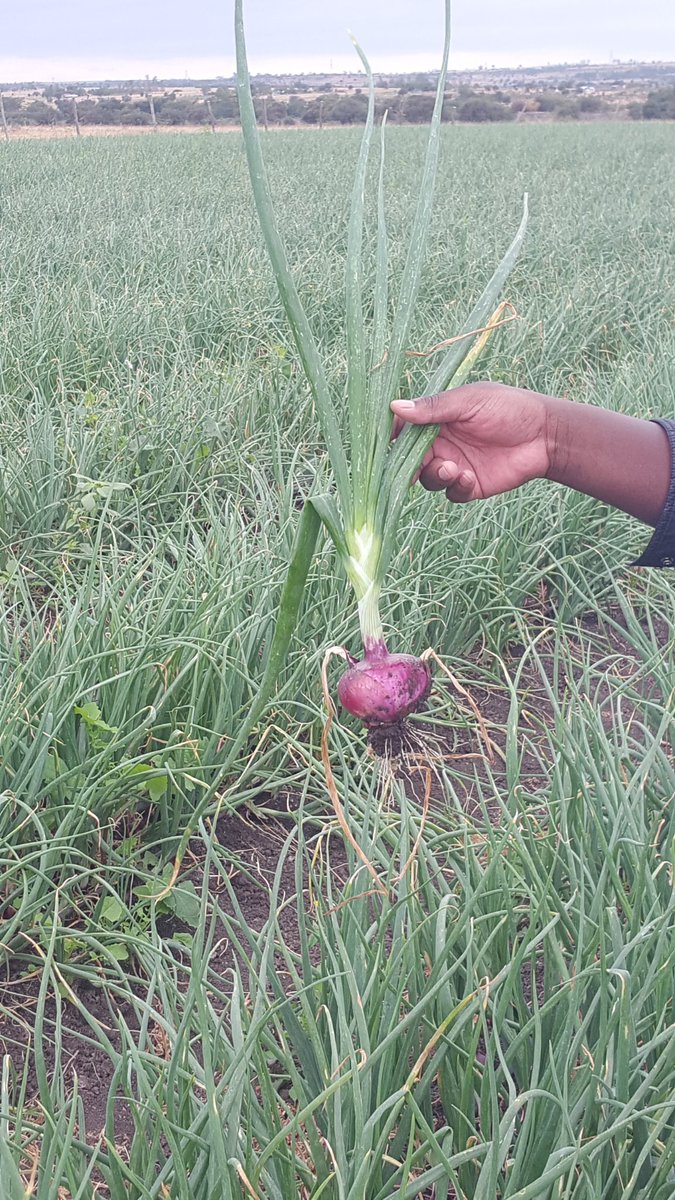Soil Fertility Clinik Kenya tweet media