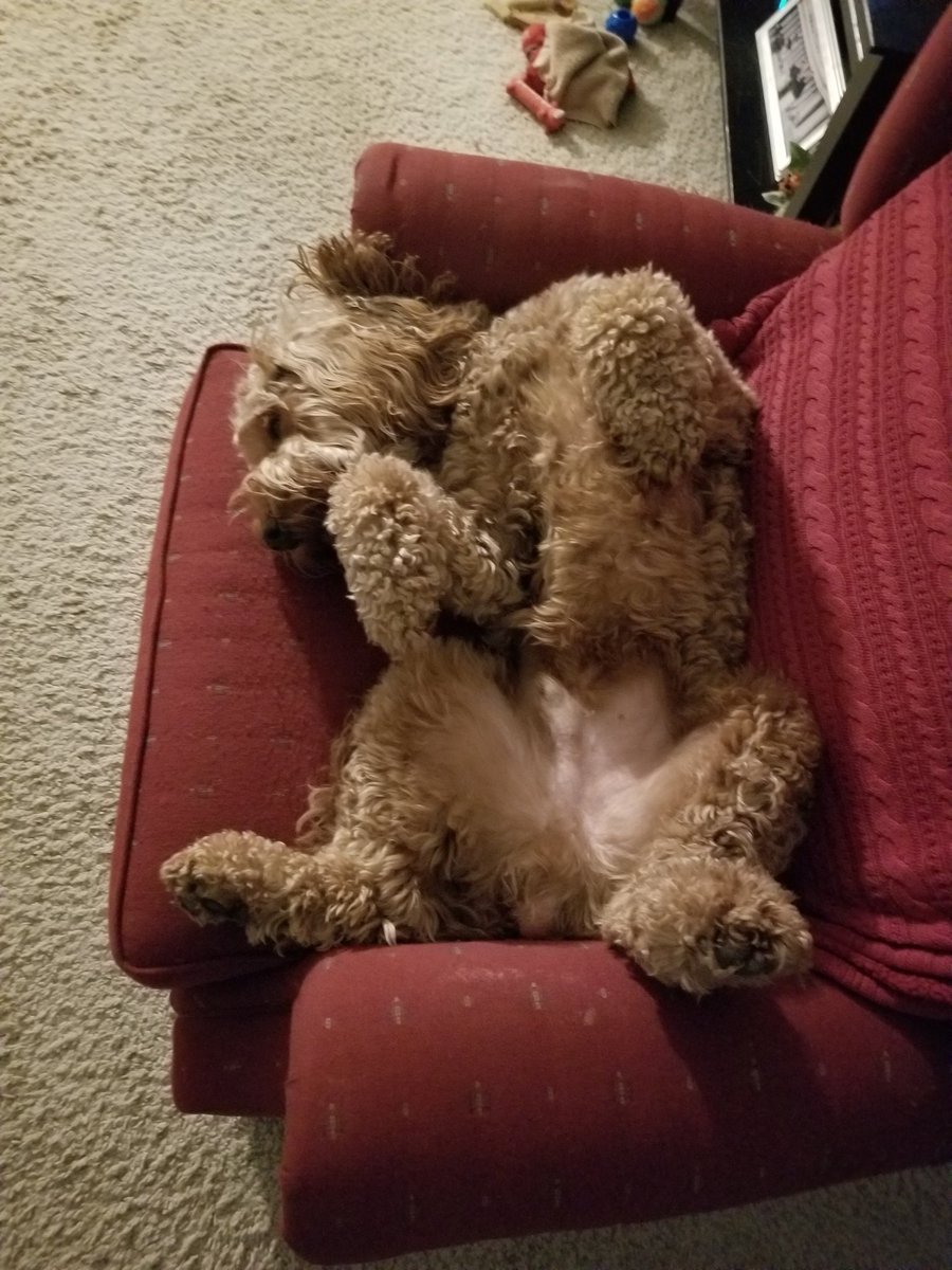 digital_trav's tweet image. #LifeOfMax