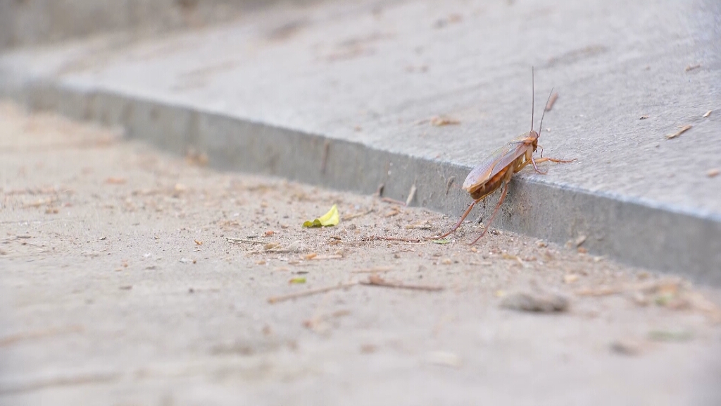 "Una pel·li de terror": una plaga de paneroles fastigueja els veïns del barri de Sant Andreu
ccma.cat/324/una-pelli-…