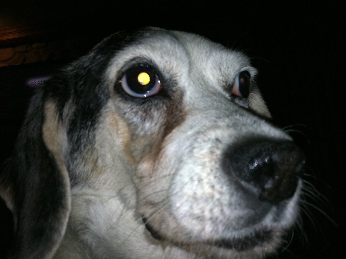 RileyBeagle tweet media