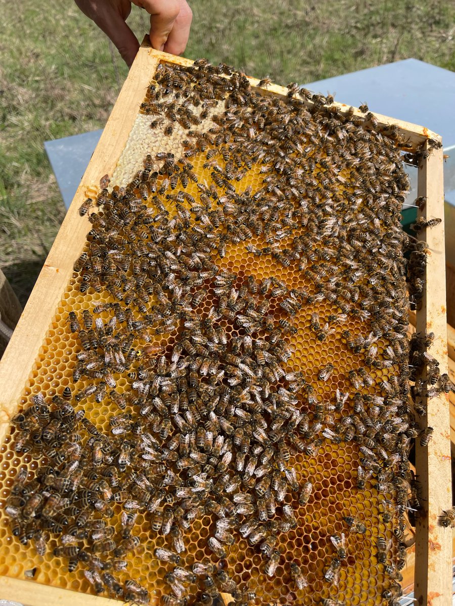Association Confidences d'Abeilles tweet media