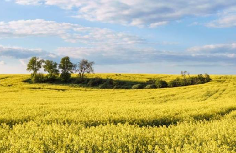 🖱️[accessible même sans abonnement]

🚜Le CGAAER fait un retour d’expérience du plan de sortie du #phosmet sur colza, soulignant sept points sur lesquels les coordinateurs de futurs plans de sortie de #molécules doivent se montrer vigilants. 

➡️reference-agro.fr/plan-de-sortie…