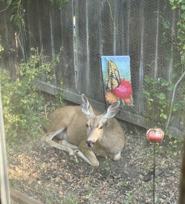 Update: a new doe has taken up residence where the other one gave birth. If this one is pregnant, we'll let her use our home address to enroll so she gets the comprehensive prenatal and postnatal care she needs.

#animalsarepeople #deer #doe #femaledeer