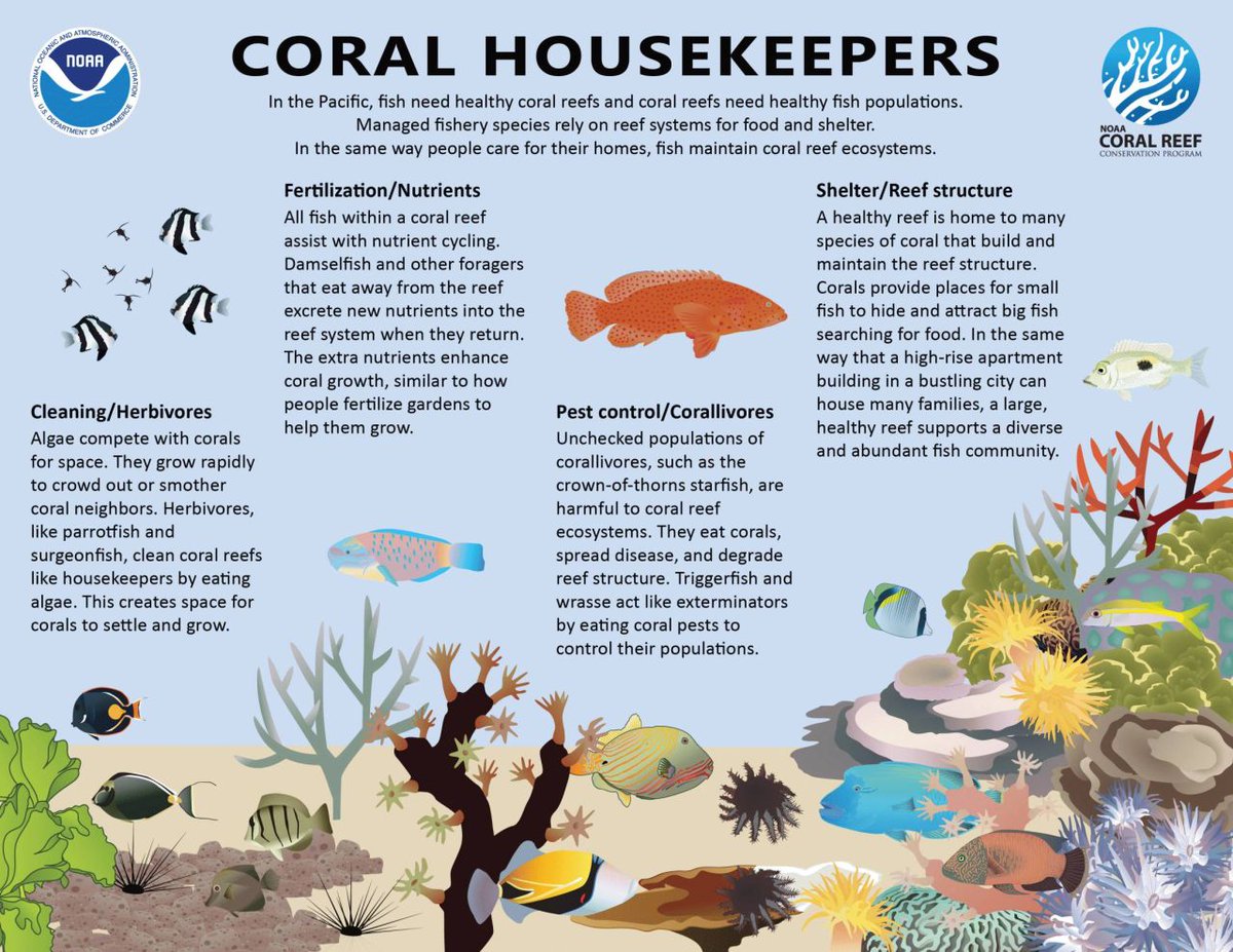 UNBiodiversity's tweet photo. In the same way people care for their homes, fish maintain coral reef ecosystems. 

Via @NOAA and NOAA Coral Reef Conservation Program https://t.co/lIY89W8Heh