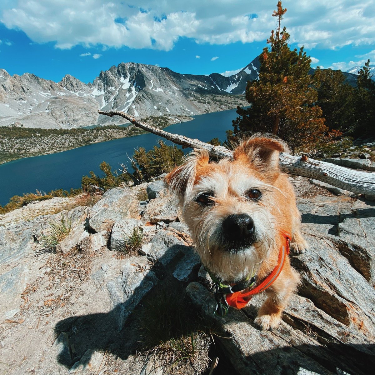 Our preferred hiking partner 🏞 🐕 What are you and your pup doing this weekend?