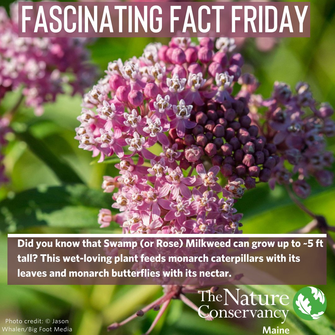 TNCmaine's tweet photo. Don't be fooled by the name, Swamp Milkweed! This pink, fragrant flower is adaptable to a range of soil conditions and make a great perennial addition to your garden. #FascinatingFactFriday https://t.co/B7eHQt1SSF
