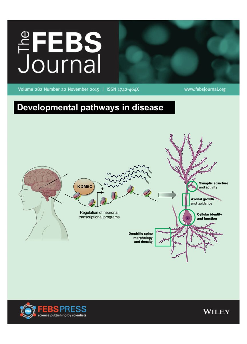 🔔 Check out the latest Subject Collection of The FEBS Journal on Developmental pathways in disease!
🔗 buff.ly/3pyF891 
Read now the featuring Editorial by Brent Derry, expertly introducing the articles of the collection!

#development #humandisease #signaltransduction