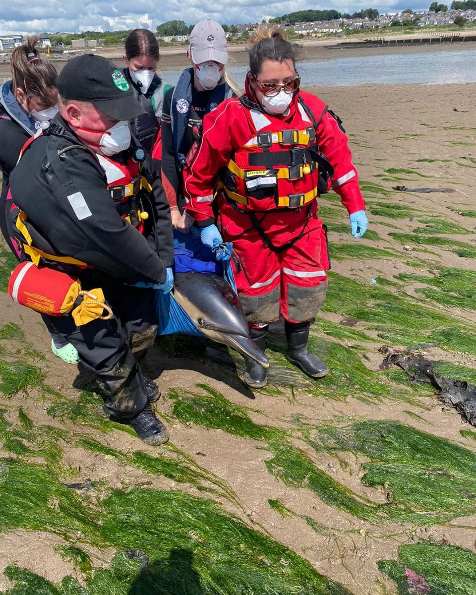 Did you know, we don't only save people? 

Two stranded dolphins were saved with the help of our amazing volunteers at #BroughtyFerry. After a few unsuccessful attempts and re-beachings, the dolphins were successfully refloated. 🐬 

#RNLI #Dolphins #AnimalRescue #RNLIRescue