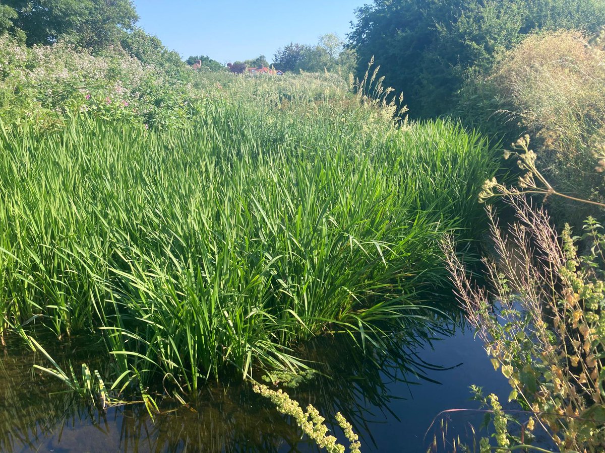 YourRBI's tweet photo. 50 metres downstream, a completely different riverscape. The Rom has been allowed to meander, with abundant vegetation and perfect habitat for a variety of wildlife. Public footpaths follow the Rom allowing people to enjoy the river more fully (Pt 2/3)
#RBICP #RiverRom #nature https://t.co/N96ooVo3mm
