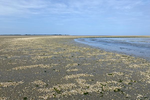 F3Picardie's tweet photo. "Ça va être une saison catastrophique" : la pêche aux coques suspendue à cause d'une importante mortalité des coquillages ➡️https://t.co/bS1rZ0K7c4 #peche #baiedesomme #somme https://t.co/QPNde4jiQD