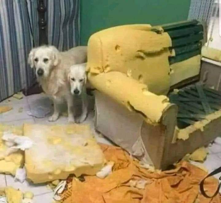 किसी को भी आश्रय देने से पहले एक हज़ार बार सोचें ,