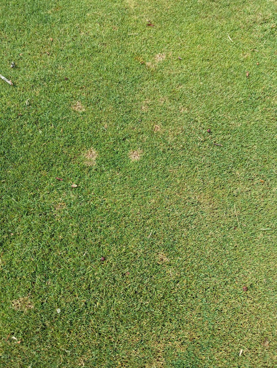KYTurfResearch's tweet photo. A few central KY pest observations from our research center: crabgrass just started breaking canopy of dense lawn height turf 1 week ago (about 3 weeks later than last year). Dollar spot just now showing up on non-treated FW height bentgrass. Summer patch is on schedule. https://t.co/ViggfR2X9p