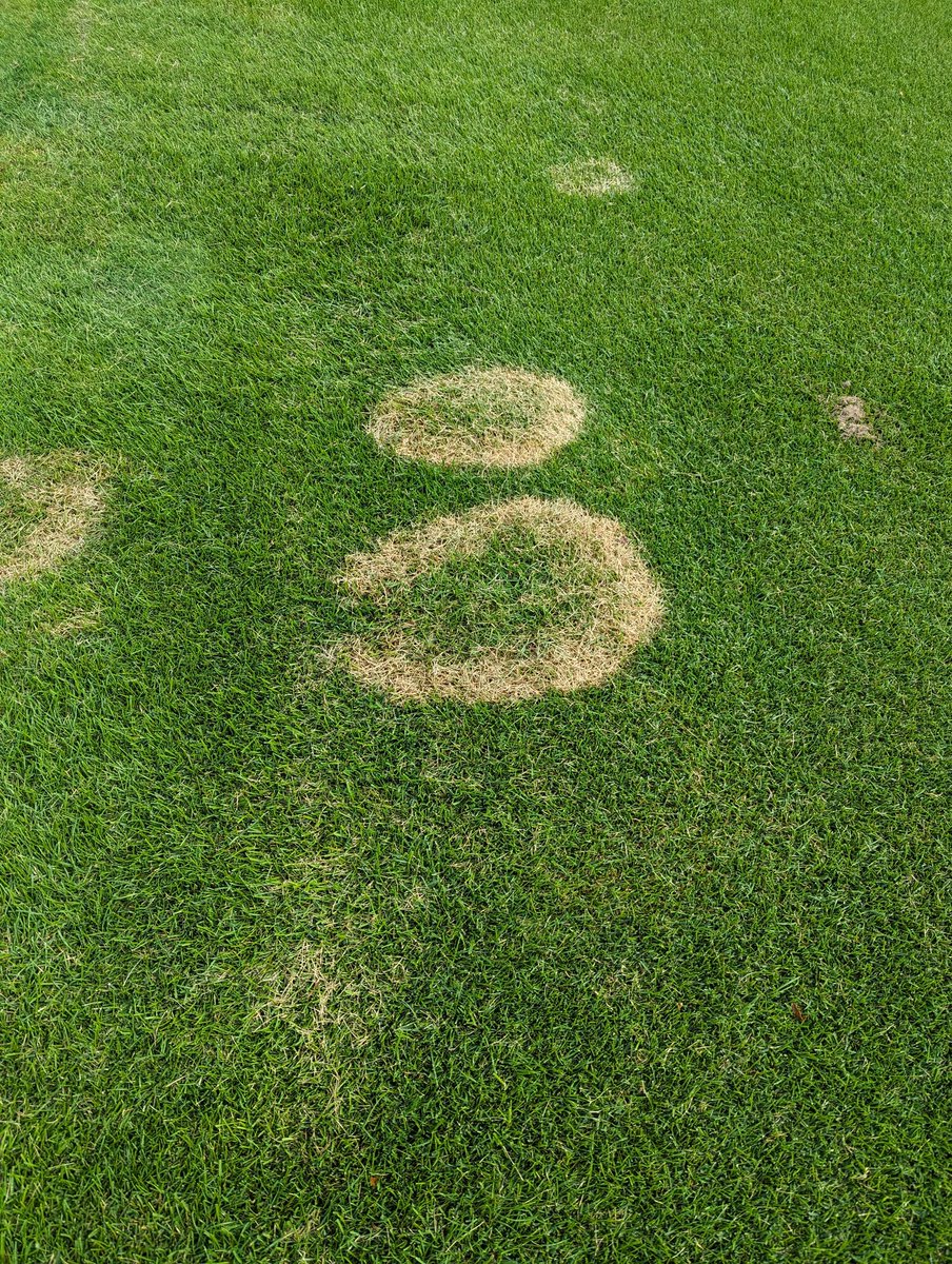 KYTurfResearch's tweet photo. A few central KY pest observations from our research center: crabgrass just started breaking canopy of dense lawn height turf 1 week ago (about 3 weeks later than last year). Dollar spot just now showing up on non-treated FW height bentgrass. Summer patch is on schedule. https://t.co/ViggfR2X9p