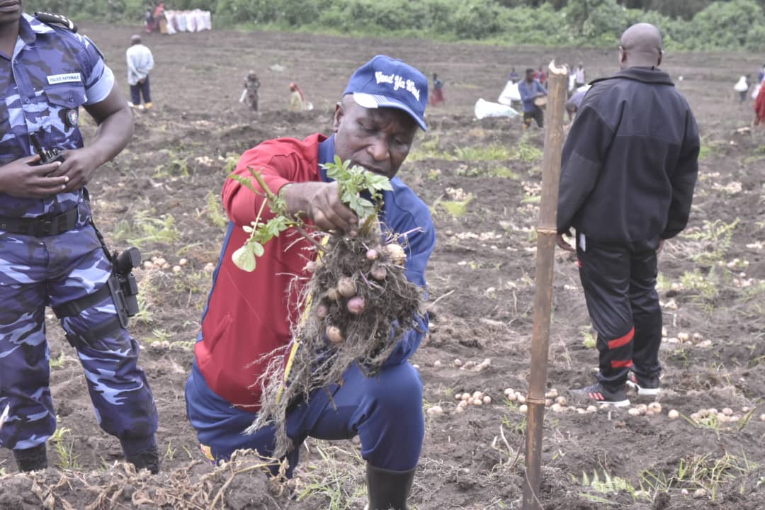 RTNBurundi's tweet photo. Après la récolte de pommes de terres qu'il a cultivées sur la colline #Sehe en commune #Bukinanyana le @BurundiGov Gervais Ndirakobuca appelle les autres burundais en ont les moyens de s'investir dans la production de semences de pommes de terres en vue d'augmenter la production. https://t.co/ooqPRSdvZS