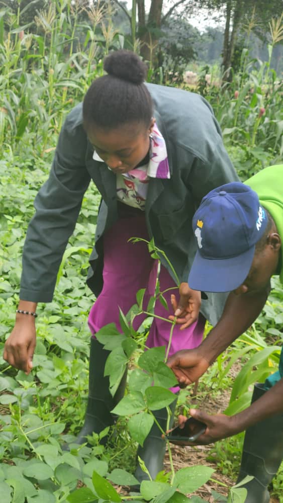 AtuAndrew's tweet photo. Field research trial to evaluate the effects of climate change and weather variability on the growth of maize intercrop with cowpea in a humid environment of Rivers State, Nigeria https://t.co/NfxDsvbWGl