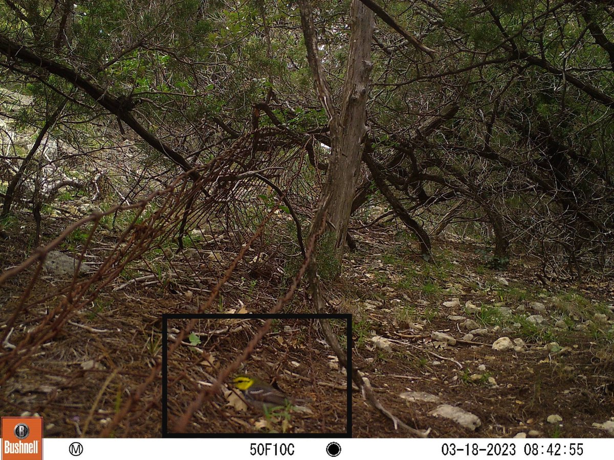 Urban Wildlife Information Network (@uwi_network) on Twitter photo Exciting catch on <a href="/WildBasinCRC/">Wild Basin</a> & UWIN Austin's cameras, a federally endangered golden-cheeked warbler, πππ‘ππβπππ πβππ¦π ππππππ!
A photo-first in the Wild Basin Preserve. Exciting catch on <a href="/WildBasinCRC/">Wild Basin</a> & UWIN Austin's cameras, a federally endangered golden-cheeked warbler, πππ‘ππβπππ πβππ¦π ππππππ!
A photo-first in the Wild Basin Preserve.