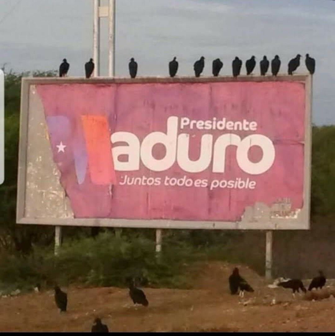 miguelhotero's tweet photo. Los zamuros están atentos… https://t.co/gFglJ10QXn