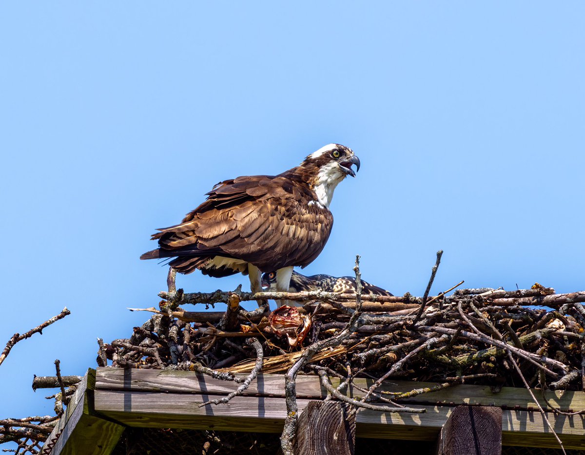 Juvenile osprey tucking under their parent — so cool to see their bond. Ferrisburgh Vermont.