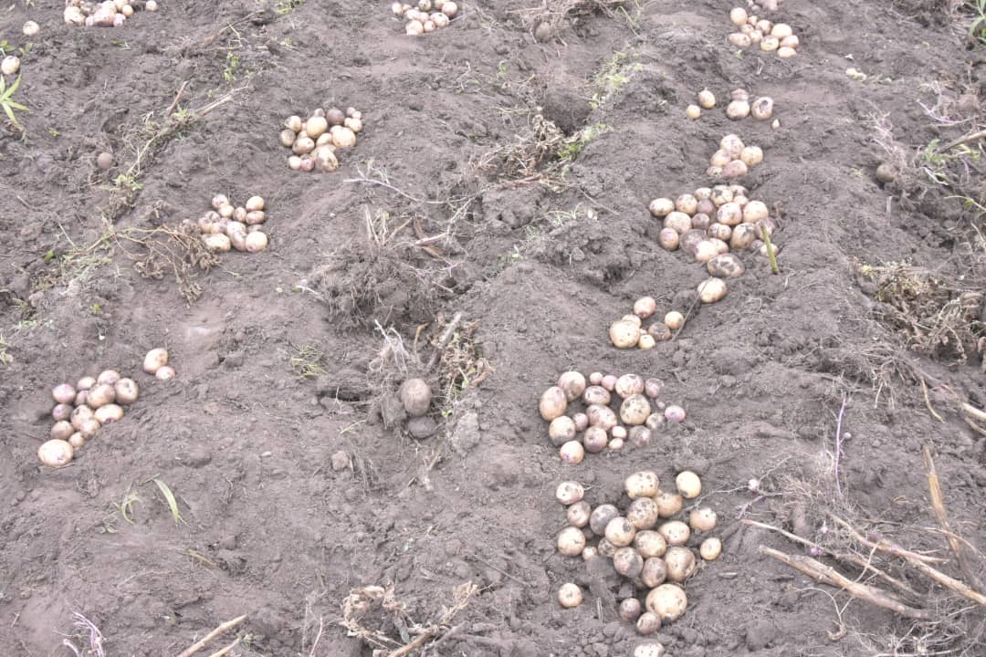RTNBurundi's tweet photo. Après la récolte de pommes de terres qu'il a cultivées sur la colline #Sehe en commune #Bukinanyana le @BurundiGov Gervais Ndirakobuca appelle les autres burundais en ont les moyens de s'investir dans la production de semences de pommes de terres en vue d'augmenter la production. https://t.co/ooqPRSdvZS