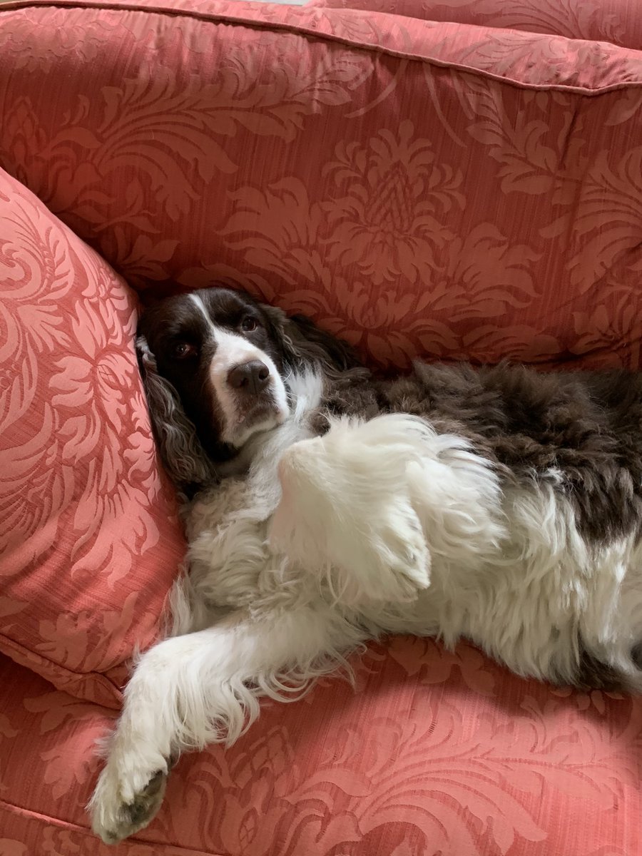 BronxRiverBooks's tweet photo. Today is Virginia’s birthday. She’s turning 9 and, in celebration, all adult and children’s books about animals (except sapiens) and all jigsaw puzzles are 9% OFF July 7, 8, 9 @BronxRiverBooks. https://t.co/IJfU8pVXE6