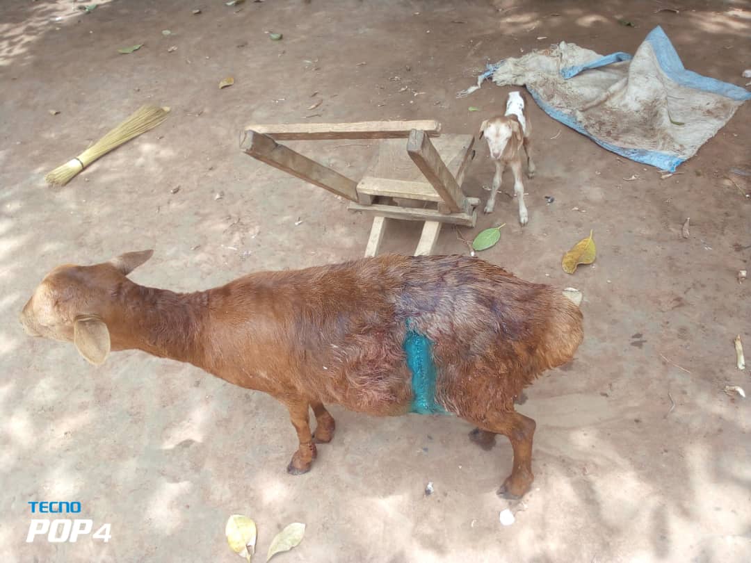 BirihoMethodius's tweet photo. Animal Health is My Pride in all kinds of life:
Good production comes from a health herd.
Successful farming is from a health herd.
Good animal Health starts with proper feeding &amp; Management!!

FOR GOD AND MY COUNTRY: https://t.co/JpypgzaB4z