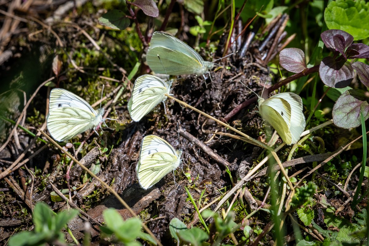 Not sure I've ever seen this before. Lots of Whites, mostly Small (Pieris rapae) and Green-veined (Pieris napi) 'mud puddling' this morning in the Lye Valley, but only in two specific places. Given the amount of mud available, not sure how they choose!
#OxfordshireFens #OX3