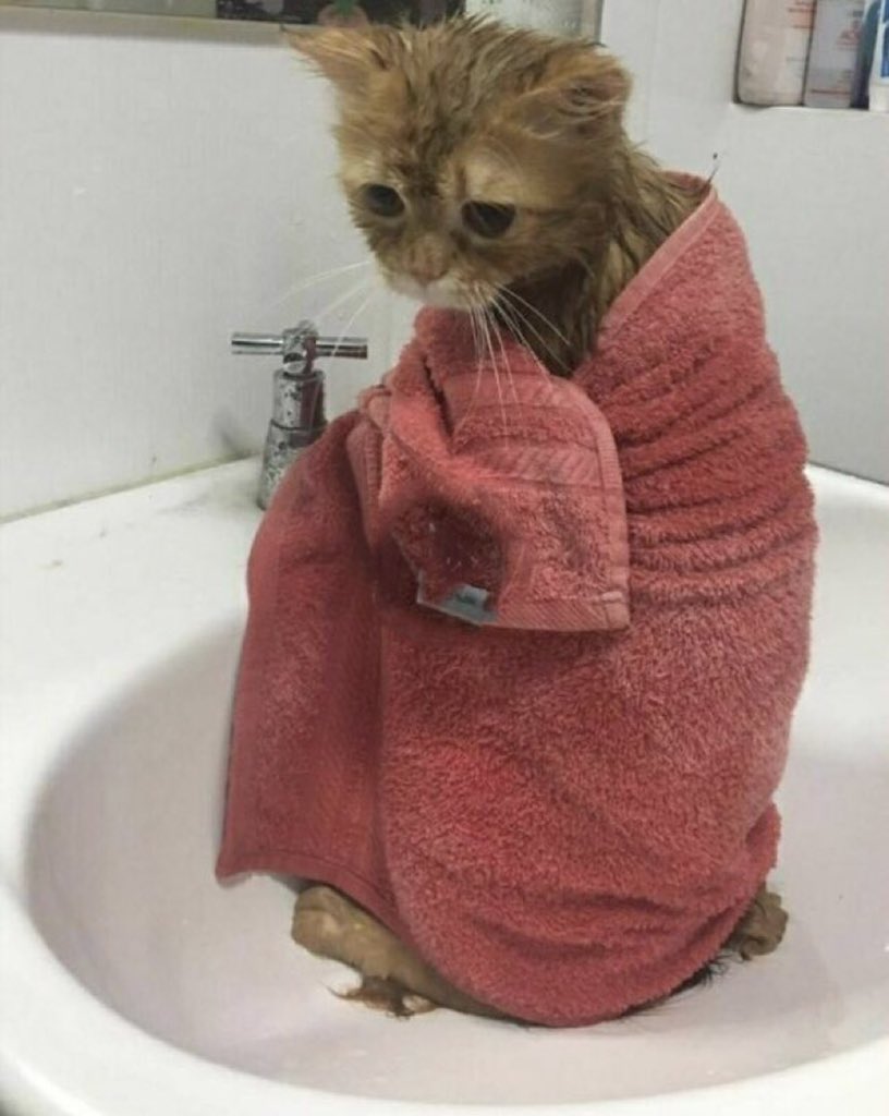 shydbhar_'s tweet photo. تازه وارد نیستم ولیییی میشه هل بدین بیام بالا🥺 https://t.co/mT9gHTnCe7