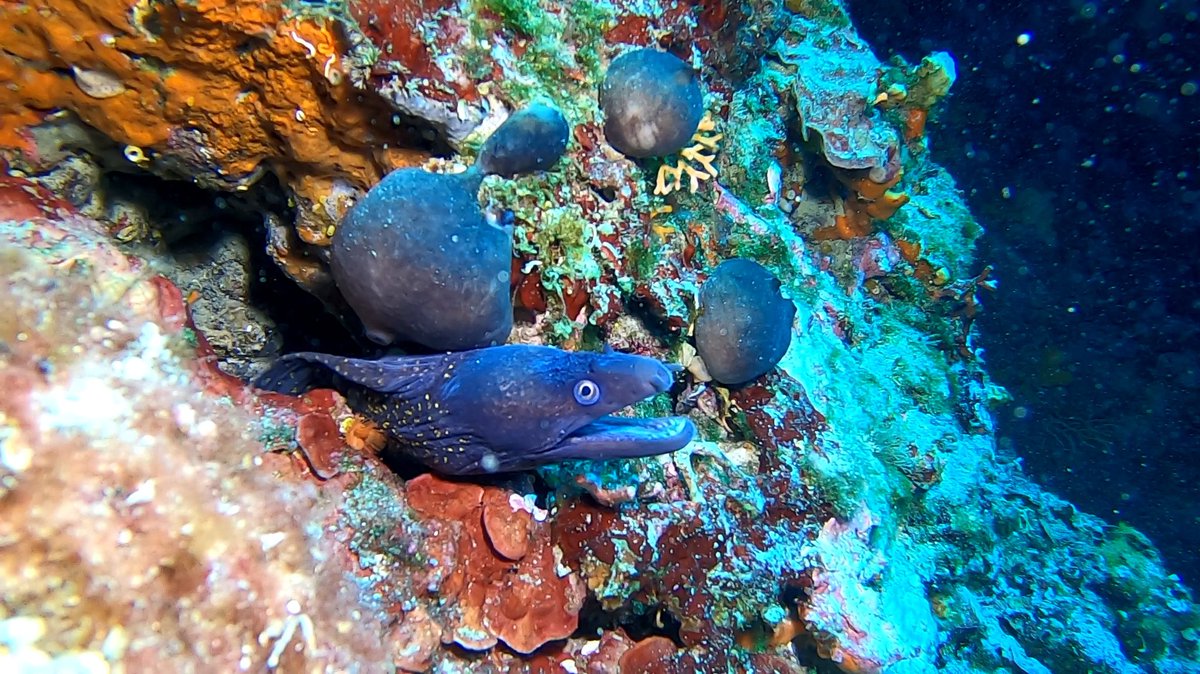 ScubaUrly's tweet photo. Morey eel 🤿
#diving #scuba #morey #uw-photography #underwater https://t.co/IQWR9yJpWs