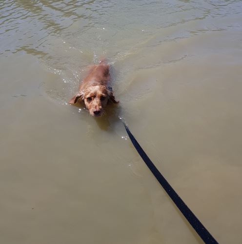 It has been a glorious day <a href="/SilverstoneUK/">Silverstone</a> for the #F1 #BritishGP, and <a href="/northantsdogs/">Northants Police Dog Section</a>' PD Olly and PD Rosie went for a doggy paddle in the lake before putting their special shoes on to protect their paws from the hot surface. 
#FightingCrimeProtectingPeople