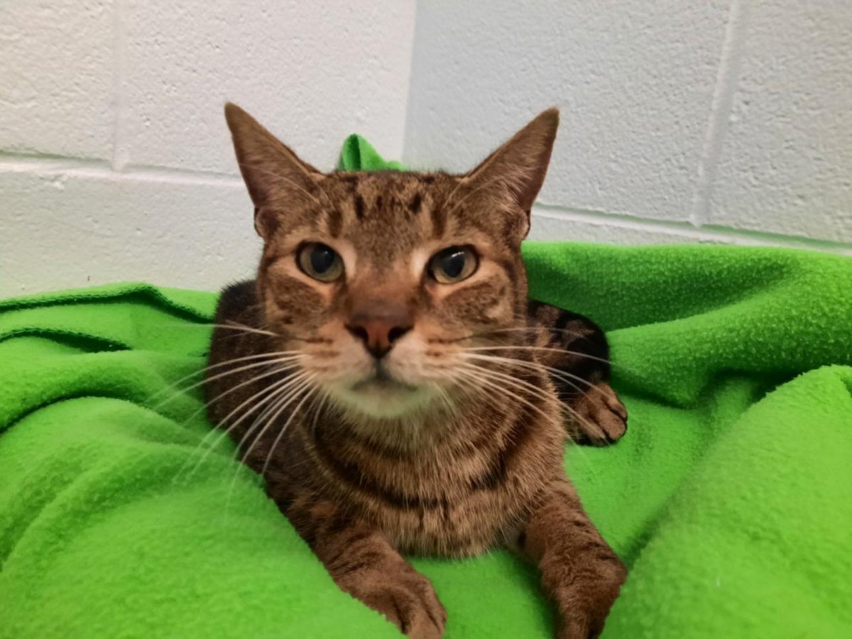 PetfindToronto's tweet image. #DUNKIRK #FAIRSIDE Pls RT2unite #FOUND #CAT- 4-Jul-23 #Toronto Animal Services A952797 #EAST 416-338-7539 BRN TABBY DSH M/9Yr
