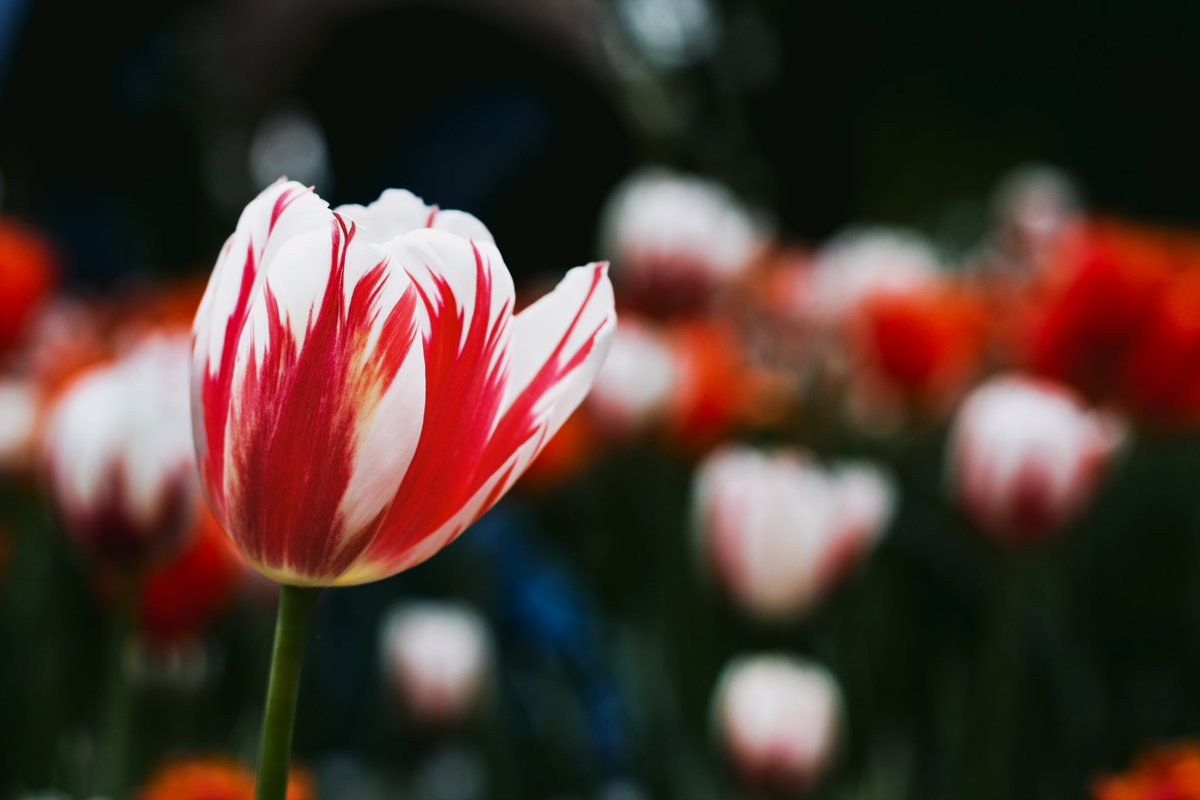 flowersforbri's tweet photo. @SamSykesSwears It’s not sea life but here are some pretty flower pictures I took??? https://t.co/lRHrKKVNCR