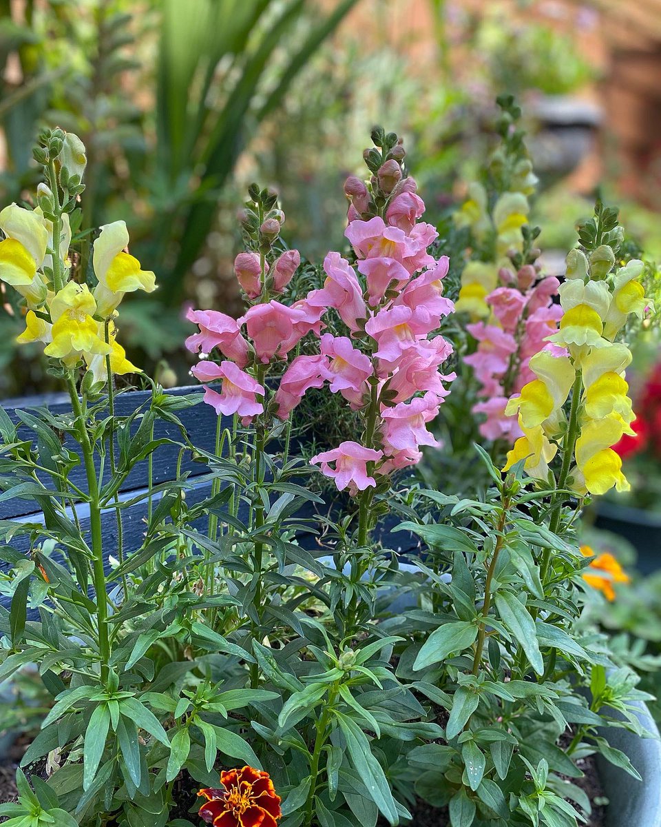 ThePottingYard's tweet photo. ☀️ Colour update ☀️ the garden colour is in full summer mode at the moment #garden #gardenblogger #flowers #plants #gardeningcommunity #gardeninspiration #gardendesigns https://t.co/FFGO7V7ULz