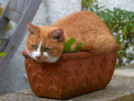 Drôle de chats tweet media