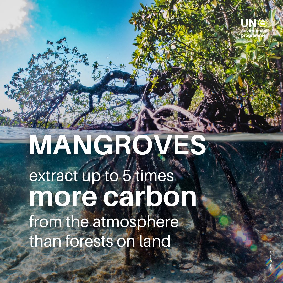 Mangroves are one of the most powerful nature-based  solutions to the #ClimateCrisis. Their root system defends us against  extreme weather events.

By safeguarding mangroves, we protect ourselves.

#ForNature #GenerationRestoration