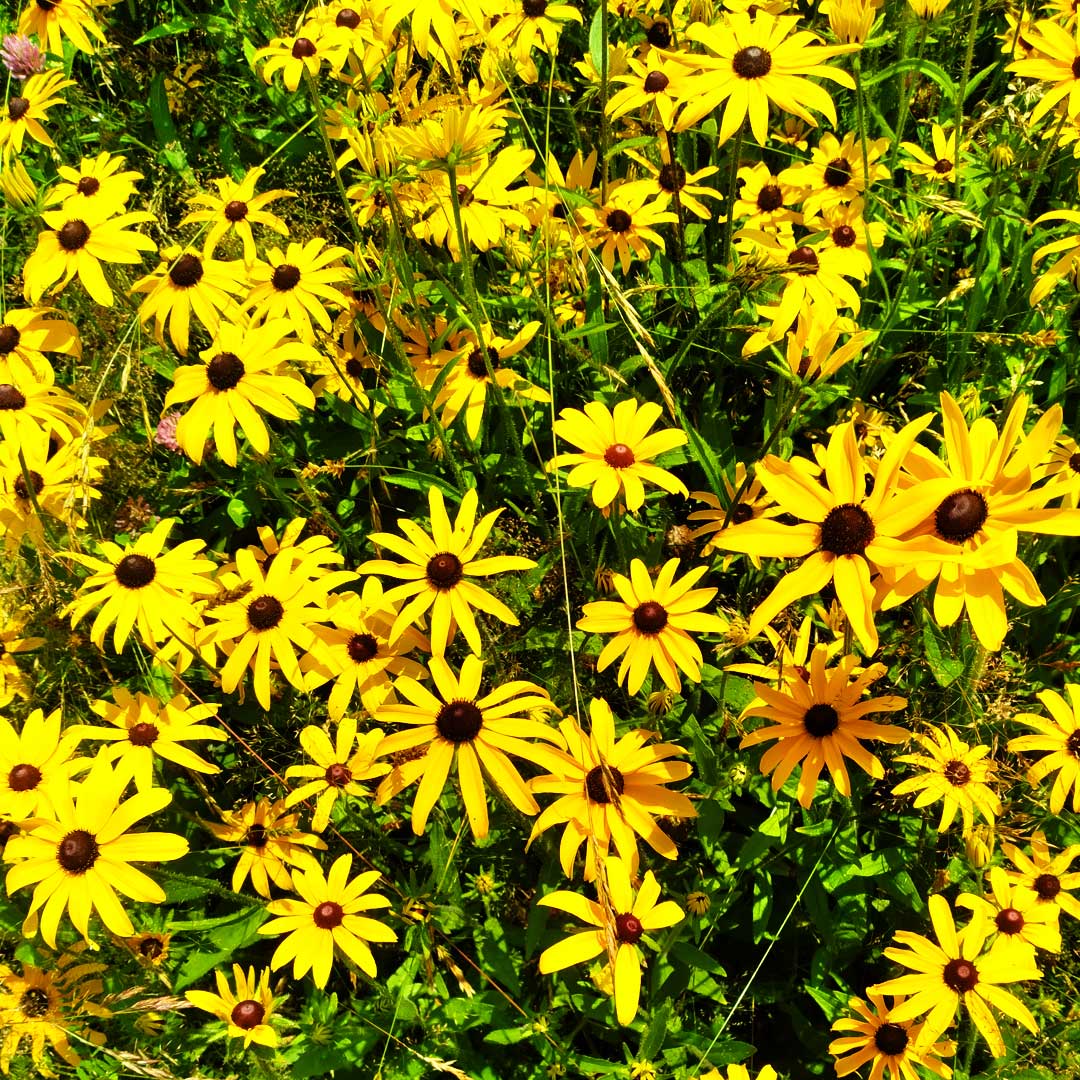 #BlackEyedSusans are coming into their full glory now, especially after all the recent rain.

A native plant here in Maine, these #summerflowers are beloved by bees.

#mainefarm #mainesummer #hempfarm #naturalremedies #plantmedicine #naturalhealthcare #herbalmedicine
