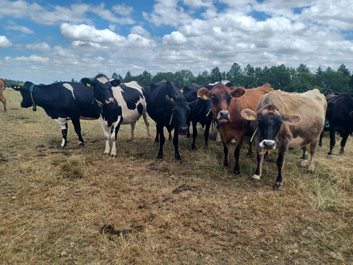 Today's stakeholder day in Newnham was a huge success, looking at a purpose built organic dairy with a big focus on soil health, efficiency & biodiversity. Not pictured: the sounds of millions of insects in the species-rich grasses on the hill