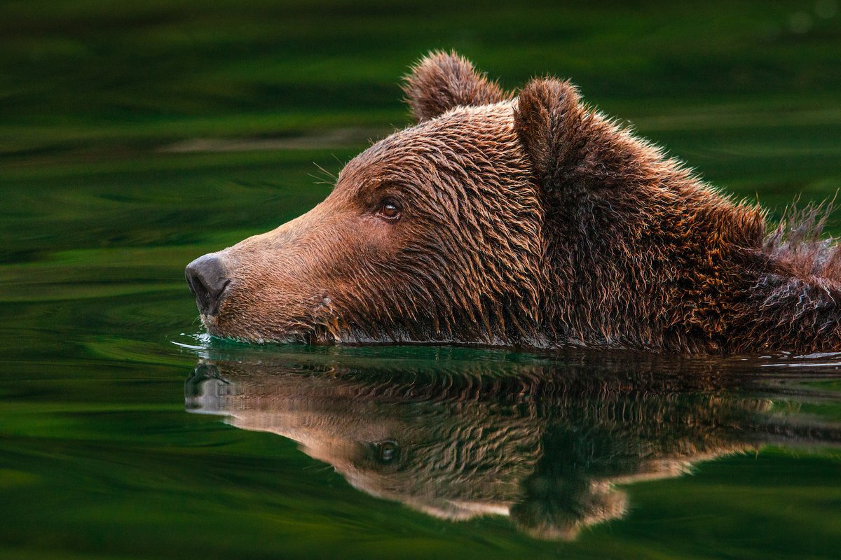 ecoosfera's tweet photo. ¿Qué estará pensando ese oso? https://t.co/j8vtxj0NKy