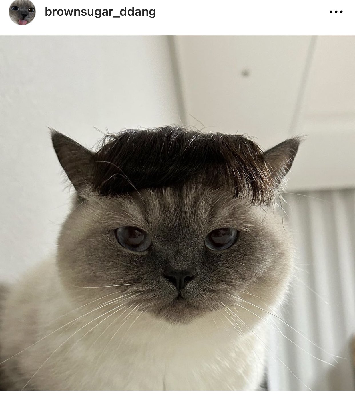 Sugar Brown Meme Brown Sugar GIFs | Tenor